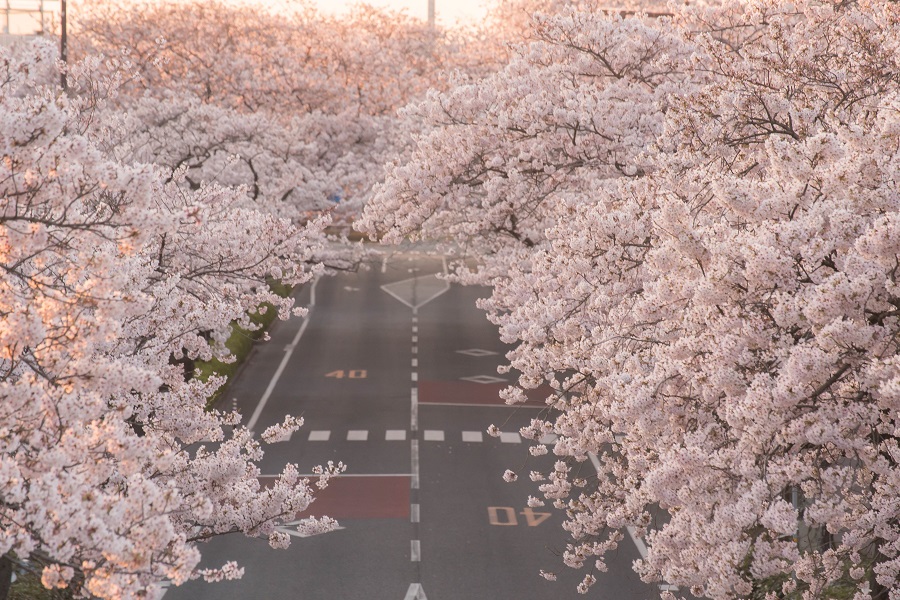 朝陽を浴びる平和通りの桜並木