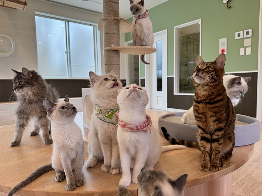 つくばわんわんランド に日本最大級のねこハウスがオープン 人気の猫から貴重な猫まで約60匹が大集結！を見る