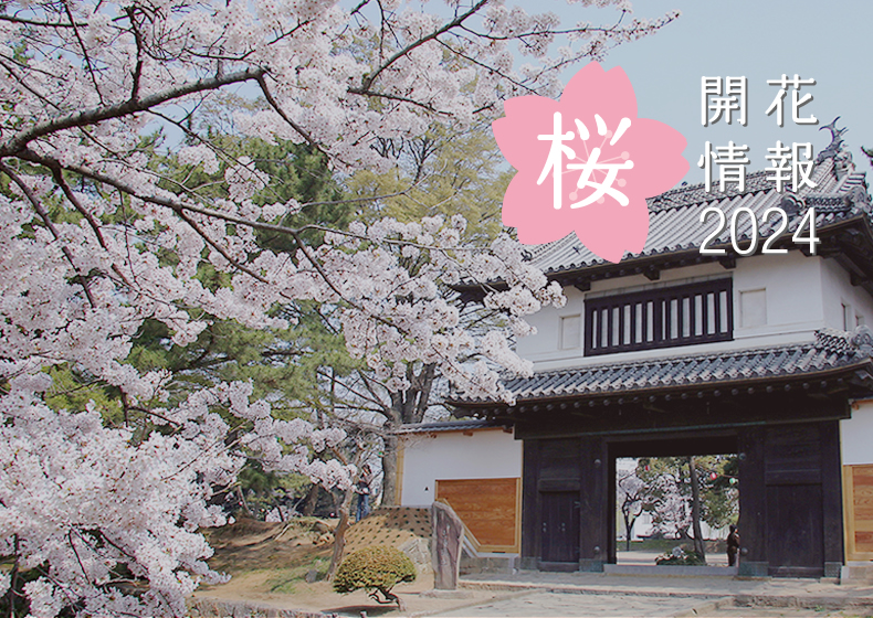 県内の桜情報：愛宕山桜まつり 展望デッキが新設されました。夜桜のライトアップも実施中！を見る