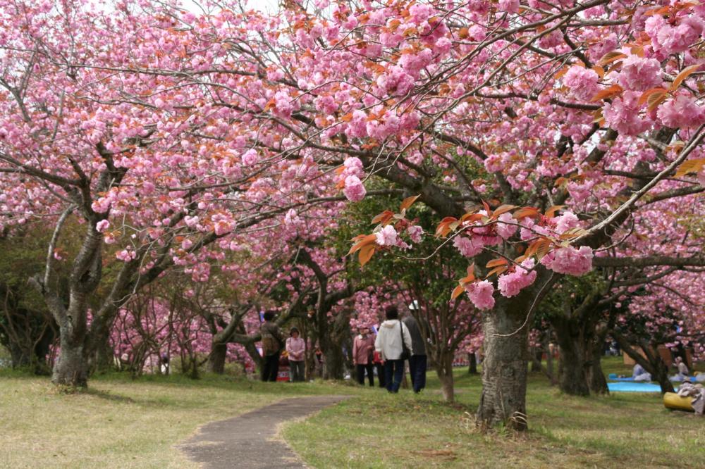 4月11日（木曜日）～4月24日（水曜日）静峰ふるさと公園で八重桜まつりが開催中！ 日本さくら名所100選にも選ばれている公園で八重桜をご堪能ください♪を見る