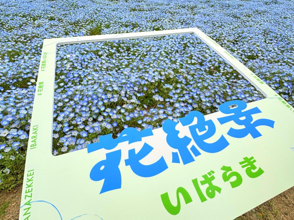 花絶景プロモーションが始まりました。皆さんも茨城県の#花絶景を投稿してください！を見る