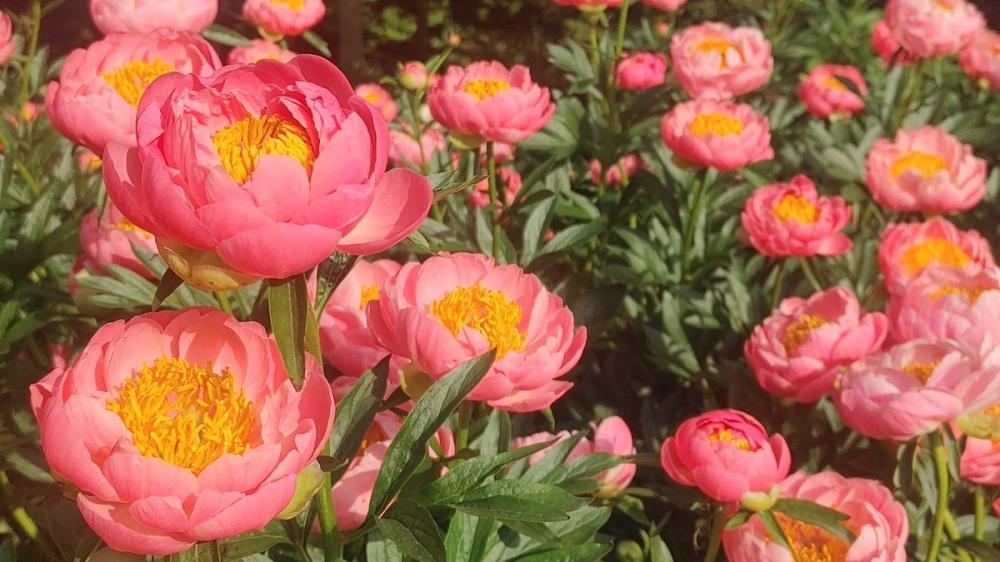 5月19日（日曜日）までつくば牡丹園では春の限定営業中。6万株もの牡丹やシャクヤクが咲き誇る様子はまさに花絶景！を見る