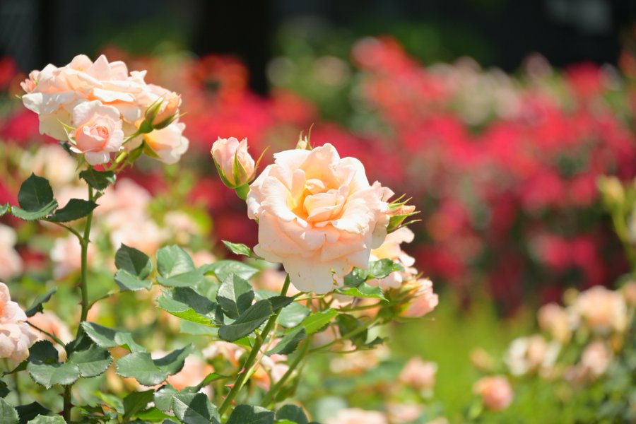 石岡市いばらきフラワーパークの春バラは今週末が見頃！県の花でもある鮮やかなバラ約900品種を楽しめます。を見る
