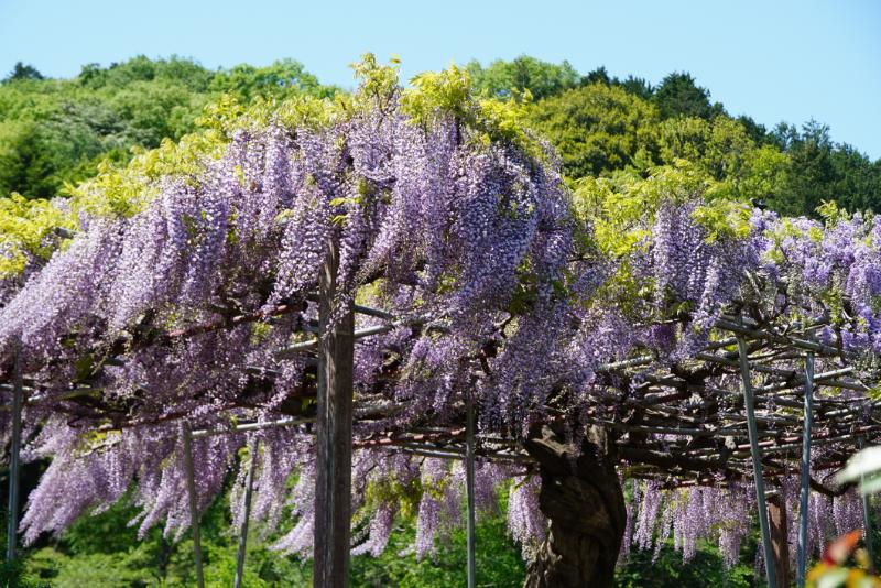 いばらきフラワーパークではフジやムラサキハナナなど涼しげな花々が見頃となっています!GW中もイベント盛りだくさん♪を見る