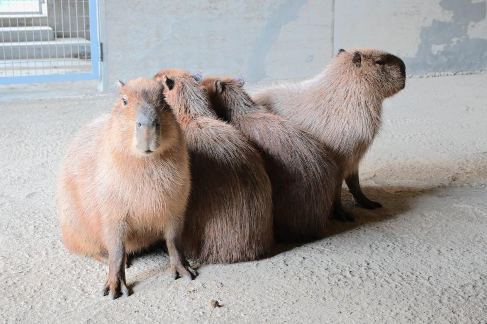 霞ケ浦どうぶつとみんなのいえは、GW期間中毎日開園しています!たくさんの動物と間近で触れ合うことができます♪を見る