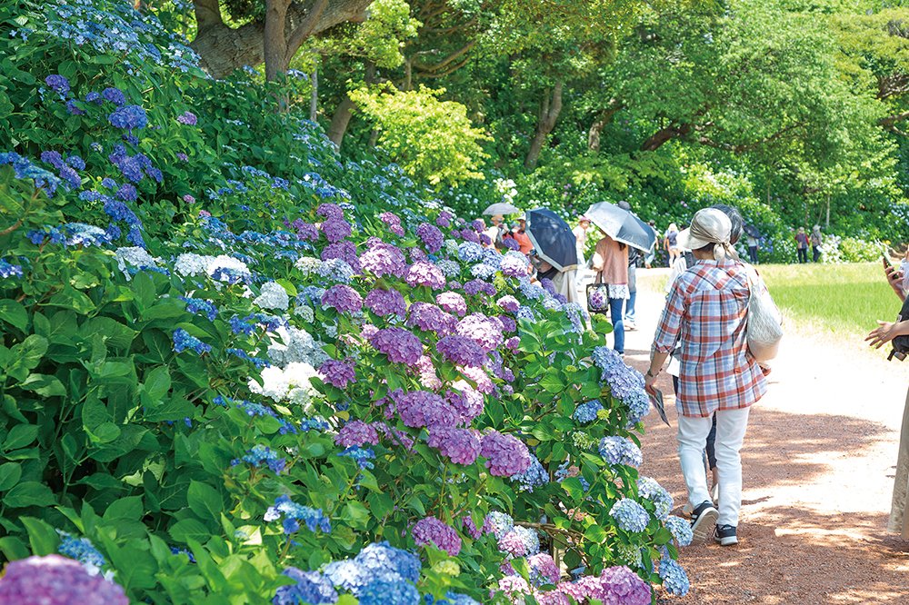 二本松寺あじさいの杜(潮来市)であじさい祭り開催中!100種類10,000株、色とりどりのあじさいが咲き誇ります。を見る