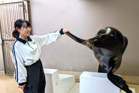 7/7(月曜日)まで「七夕アクアワールド」開催中!期間限定の七夕水槽や大人気ショーの七夕バージョンもお楽しみいただけます♪を見る
