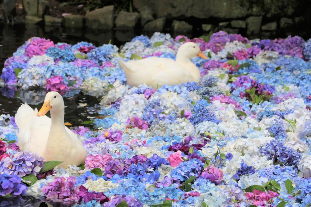 7/20(日曜日)まで桜川市の雨引観音であじさい祭りが開催中!紫陽花が池に浮かぶ水中華は必見です!を見る