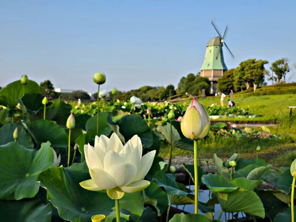 土浦市の霞ヶ浦総合公園ではもうすぐ花蓮が見頃を迎えます。水面を彩る様々な品種をお楽しみください。を見る