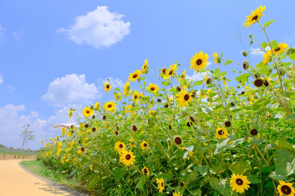 夏休みはいばらきフラワーパークへ♪対象期間中は中学生以下の入園料が無料に!花と自然を存分に満喫しよう。を見る