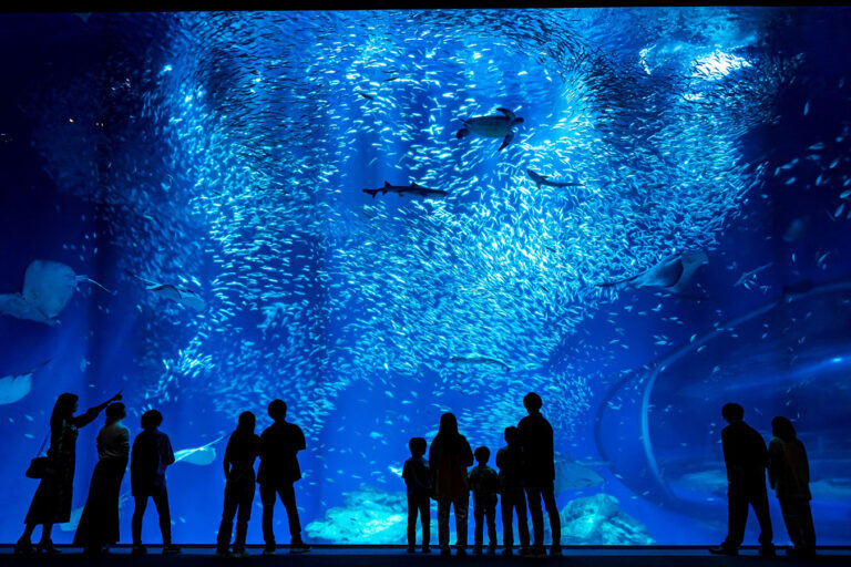 7/17㈭~9/15㈪まで「SUMMER AQUAWORLD 2025」開催!水族館ならではの夏を楽しめるイベントを開催します♪を見る