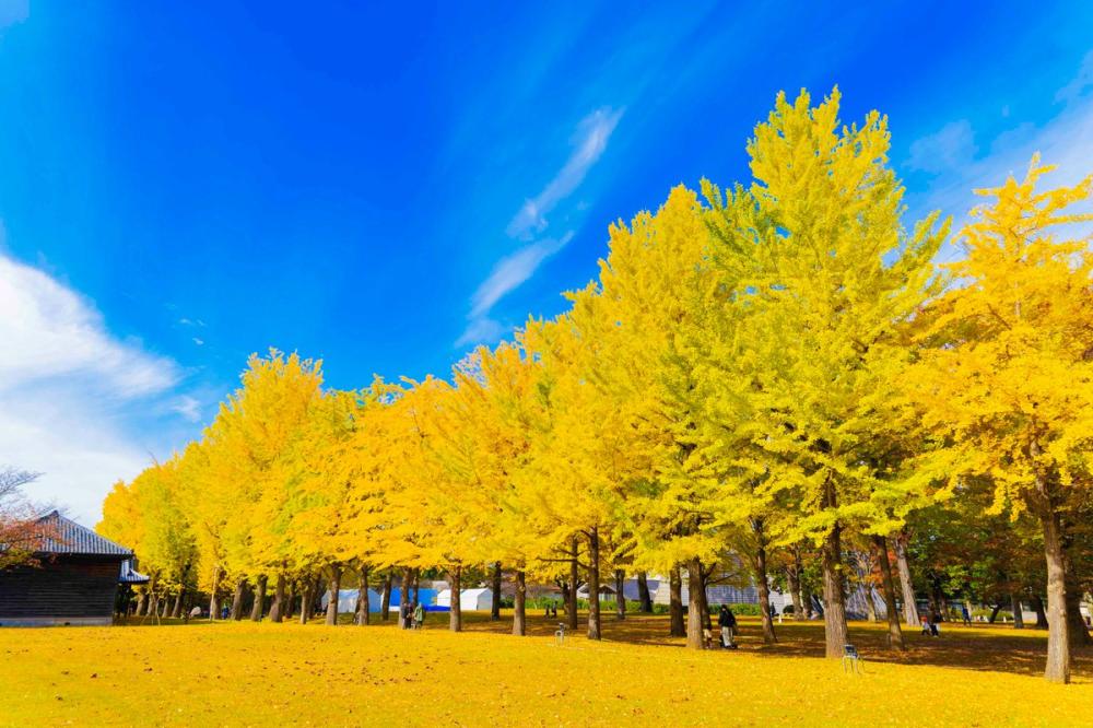 茨城県立歴史館のいちょうが見頃を迎えています！歴史館いちょうまつりは11/24㈪まで開催中。週末のお出かけにぴったりです♬を見る