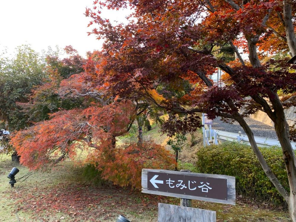 偕楽園で秋の彩りを♪もみじが美しく色づき秋の訪れを感じます。11/30㈰まで夜はもみじ谷でライトアップも楽しめます。を見る