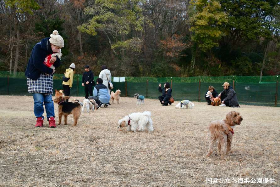 2026年3月8日㈰まで国営ひたち海浜公園に期間限定ドッグランOPEN！愛犬と一緒に冬の園内を楽しもう♪を見る