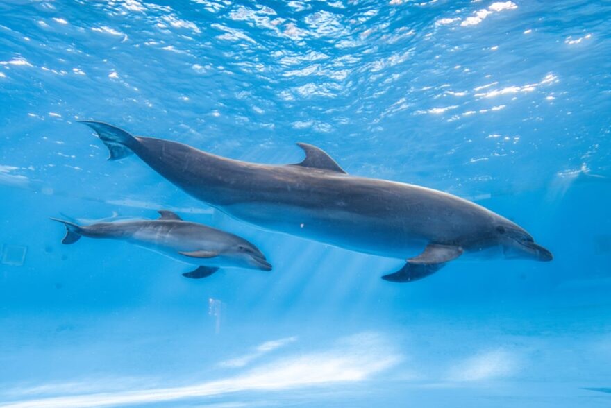 アクアワールド・大洗 でバンドウイルカの赤ちゃんが生まれました！12/8から不定期で公開しています♪を見る