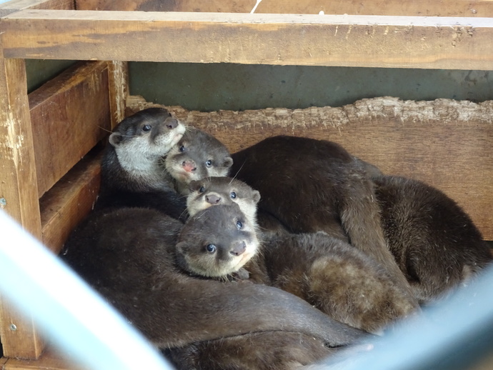 かみね動物園で昨年9月に生まれた三つ子のコツメカワウソの名前が決まりました！ぜひ会いに行ってみては？を見る