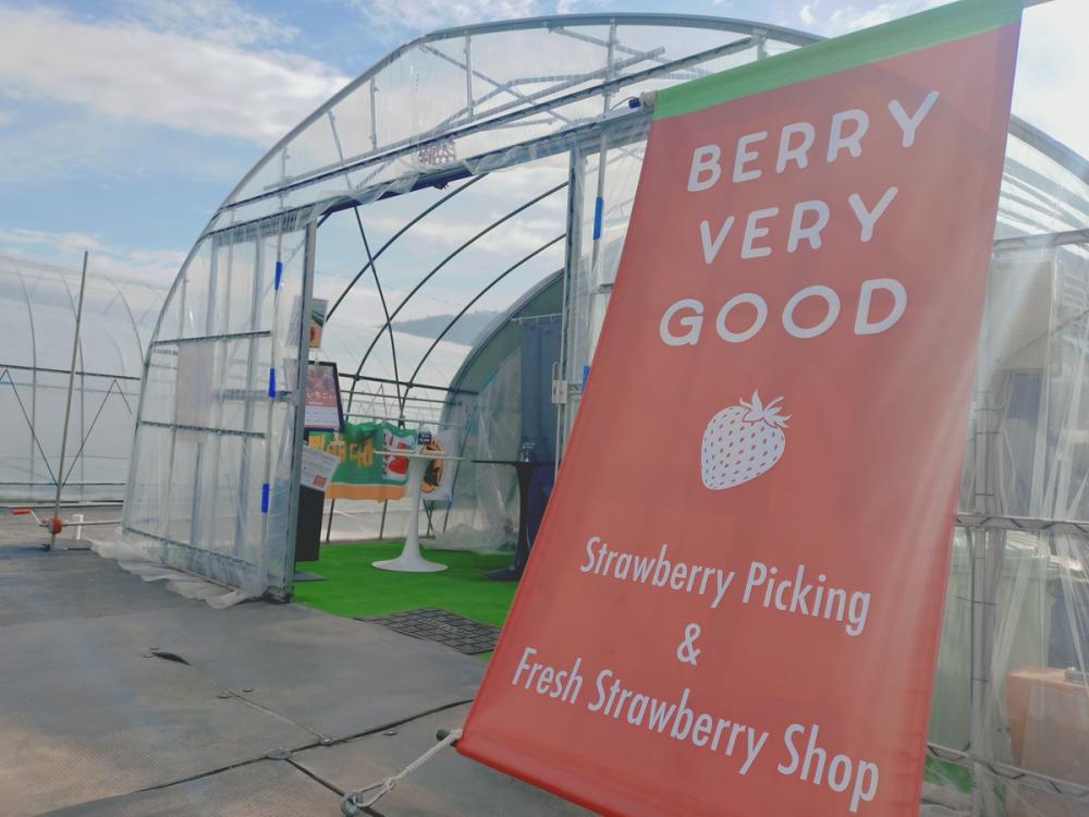 石岡市のイチゴ農園「BERRY VERY GOOD」でいちご狩り！甘くて大きくジューシーな茨城県オリジナル品種いばらキッスを堪能できます。を見る