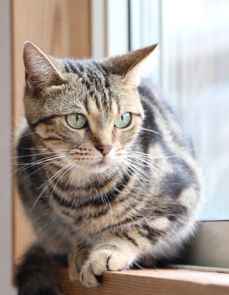 2月2日は「にゃんにゃんの日」！つくばわんわんランド「ねこハウス」は、猫たちの気ままな姿を間近で楽しめる日本最大級のねこふれあい施設。を見る