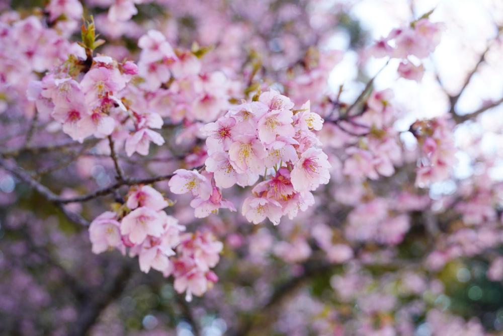 いばらきフラワーパーク“河津桜”が満開です！春の訪れを満喫する様々なイベントを開催中♪を見る