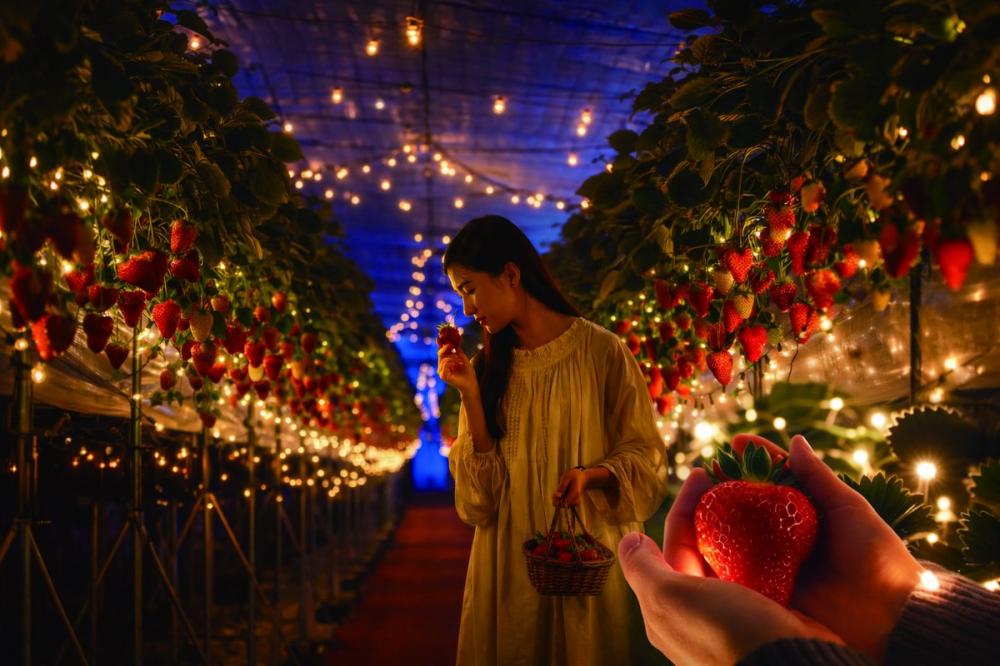 ひたちなかで夜のいちご狩りを限定体験！東京の根津神社&新大久保を散策後にいちご狩りを楽しむバスツアー。を見る