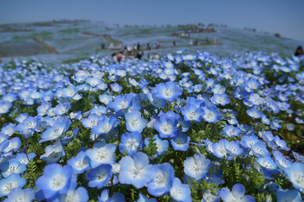 今年の国営ひたち海浜公園のネモフィラは4/11頃に「見頃（7分咲き）」、4/16頃に「見頃」を迎える予想です♪を見る