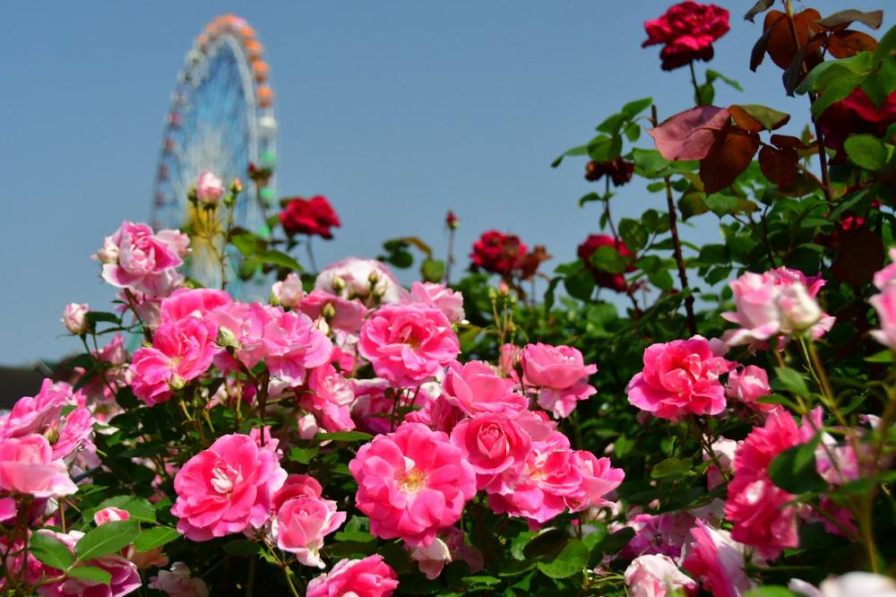 国営ひたち海浜公園で今年も開催！5/31㈰まで「flowering2026」春の訪れを告げる花々のフラワーリレーがが始まります。を見る
