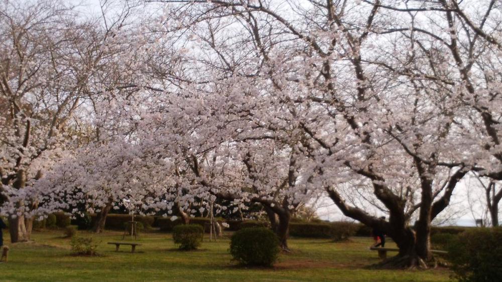 4/8㈬まで権現山公園で「水郷潮来さくらまつり」開催！茨城百景に選ばれた名所で桜が咲き誇ります。を見る