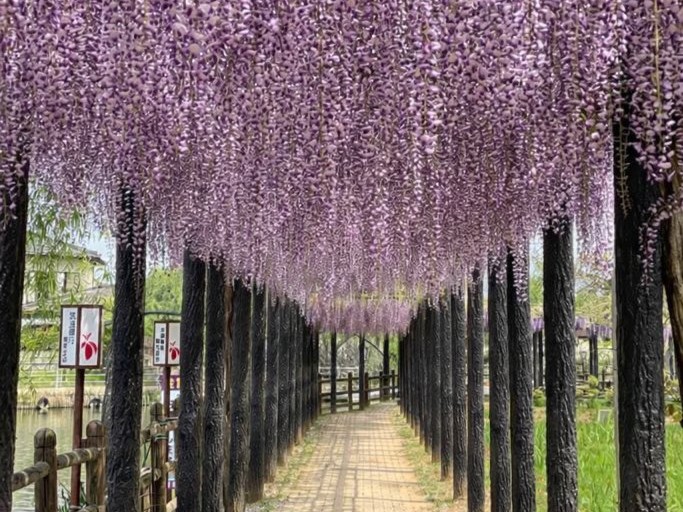 #水郷潮来あやめ園 に広がる約250mの色鮮やかな藤棚🪻💜こいのぼりが泳ぐ中でのろ舟遊覧や人力車での周遊はこの時期・ここでしかできない体験です🎏🛶を見る
