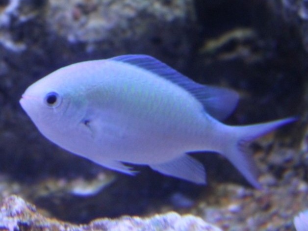  アクアワールド・大洗 では、国営ひたち海浜公園のご協力のもと「みはらしの丘」をイメージした特設水槽を、5/10(日曜日)まで展示中！を見る