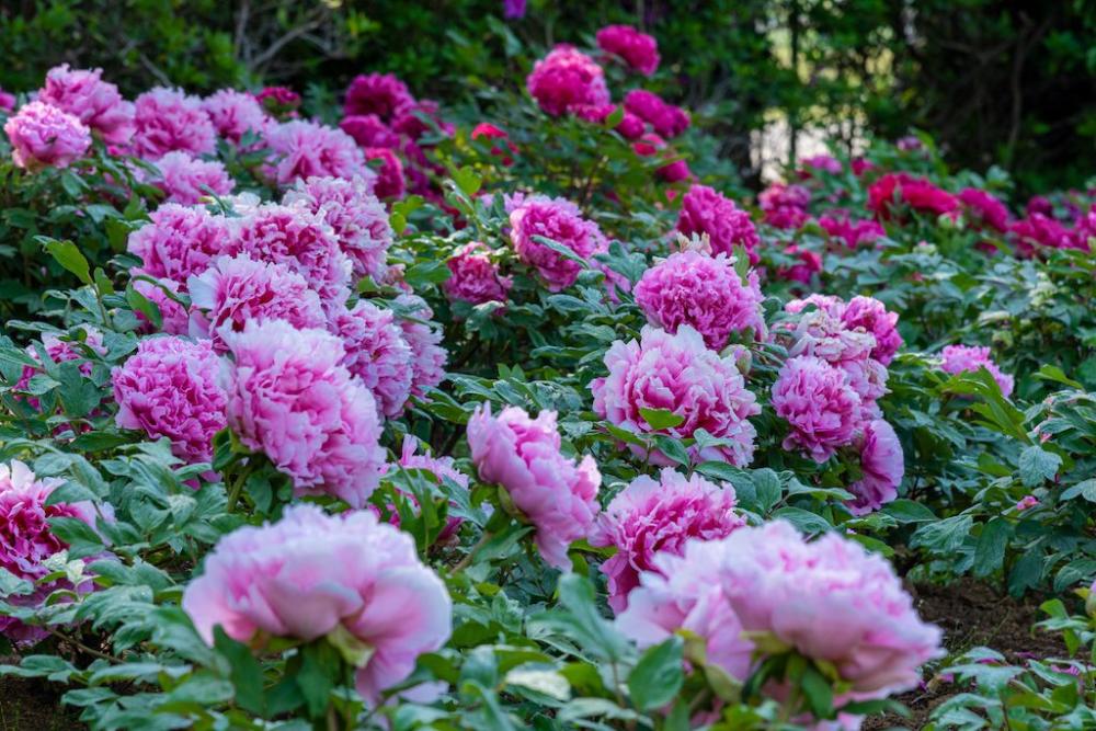 つくば牡丹園が開園中🌸約800種・6万株の牡丹や芍薬が咲き誇ります✨を見る