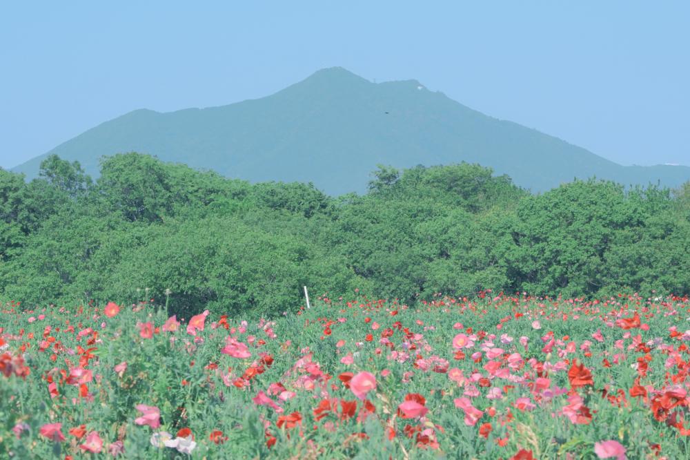 下妻市にあるホーミックふれあい公園では、ポピーが満開🌼5月24日（日曜日）には「小貝川フラワーフェスティバル2026」が開催！を見る