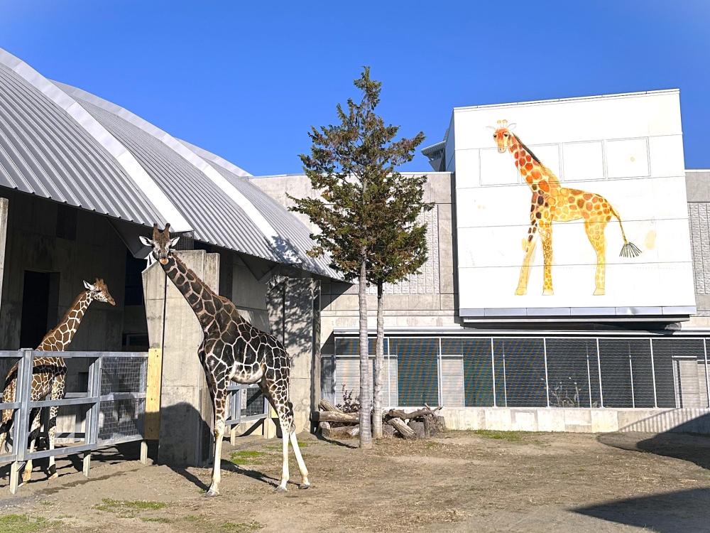 行方市「どうぶつとみんなのいえ」では間近で触れ合えるかわいい動物たちがみなさんをお出迎え🦒☀を見る