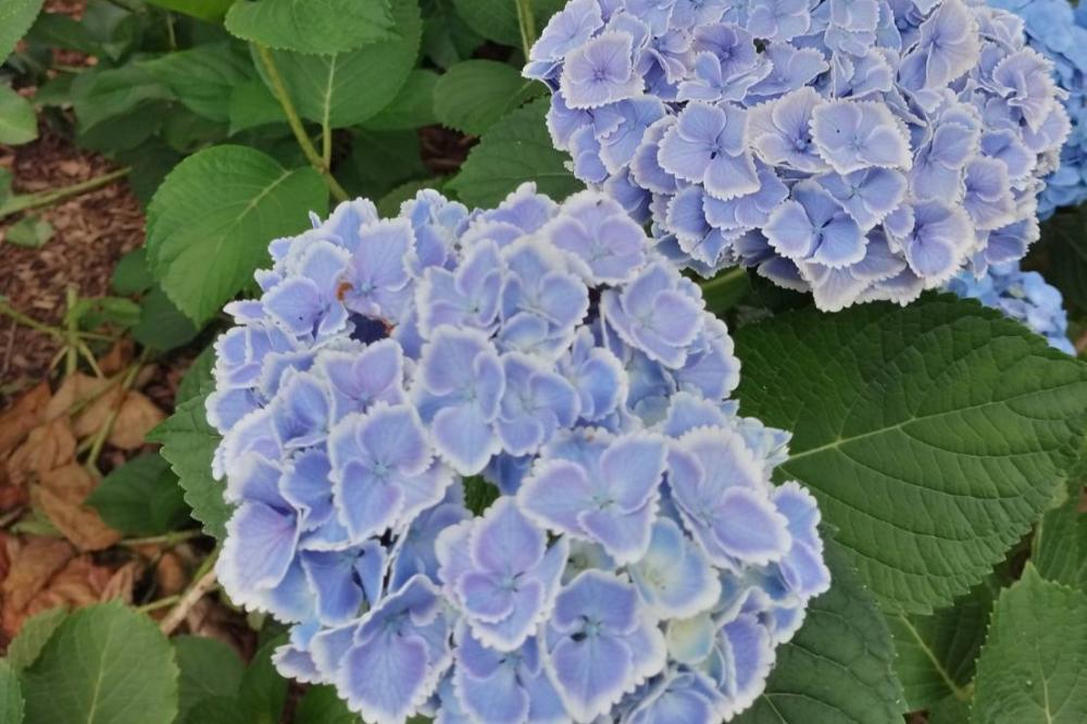 紫陽花の季節🌸日本最大級あじさい園「北茨城あじさいの森」に足を運んでみては？を見る