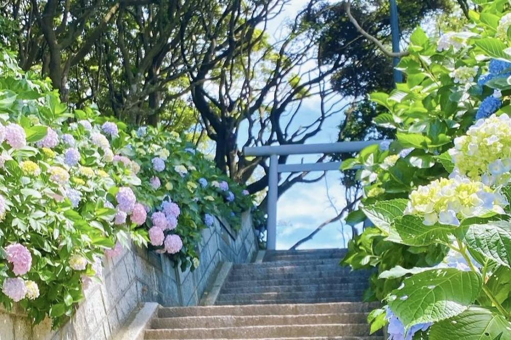 ひたちなか市 #酒列磯前神社 で6/1(月曜日)～7/31(金曜日)の期間中 #あじさい詣 を開催🐌💜を見る