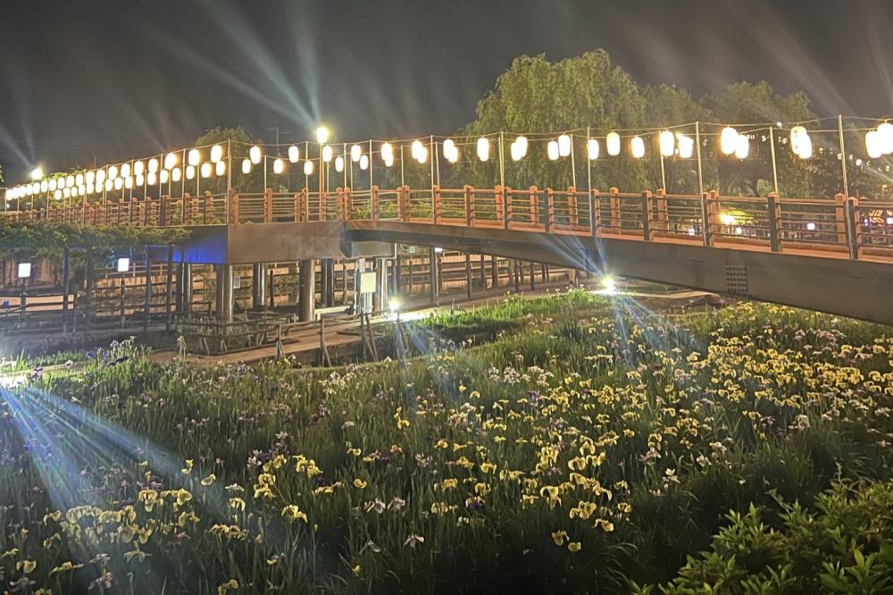 水郷潮来あやめまつりは今年も大盛況🏵️ 夜はライトアップされたあやめたちが 幻想的な雰囲気を演出しています🌃を見る