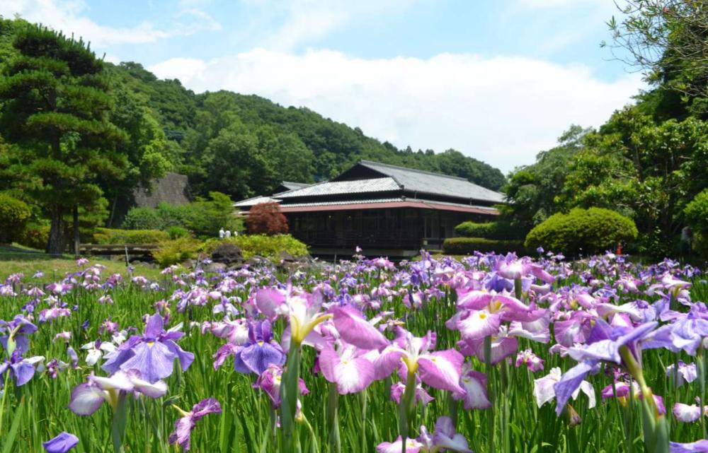 西山の里桃源花菖蒲まつり開催 ！売店・食堂で1,000円以上ご利用の方に、コーヒー又はアイスクリームをプレゼント☕🍦を見る