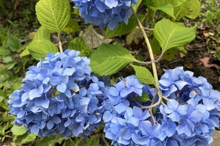 偕楽園のもみじ谷では、紫陽花が鮮やかな青色に色づいています✨雨続きの毎日を楽しませてくれます♩を見る
