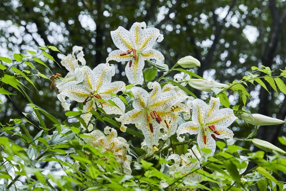 いばらきフラワーパーク🌸ヤマユリが7/11(土曜日)～7/18(土曜日)頃が見頃！甘く芳醇な香りが園内に広がります✨を見る