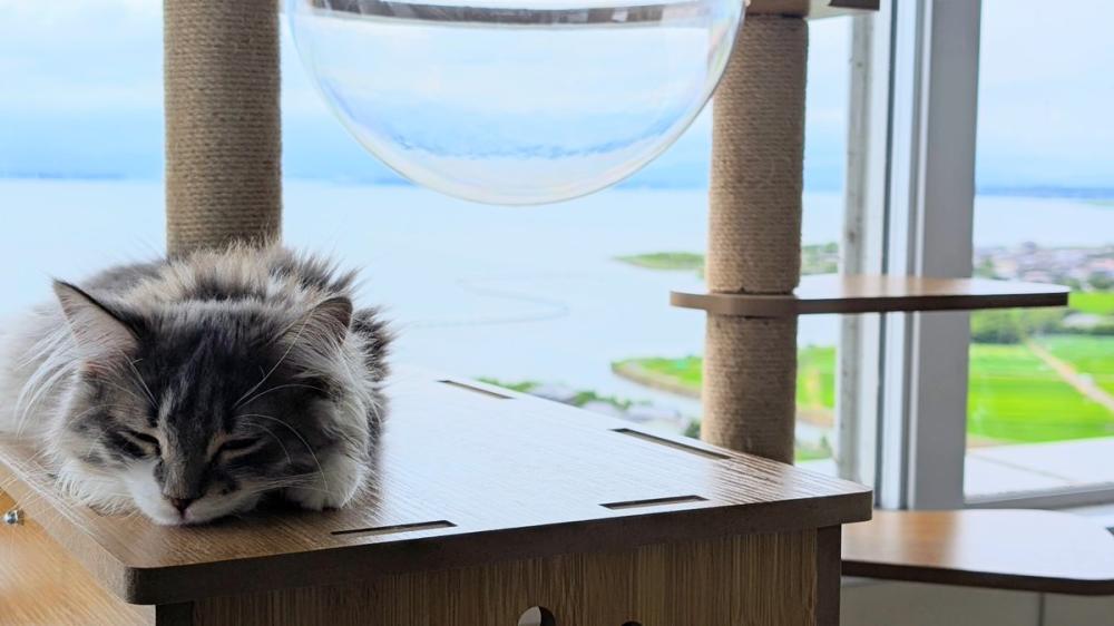 霞ケ浦ふれあいランド虹の塔に「天空の猫カフェ」がオープン✨🐱最大25匹の猫たちがお出迎えしてくれる非日常の空間で 心ゆくまで癒されてみては❓を見る
