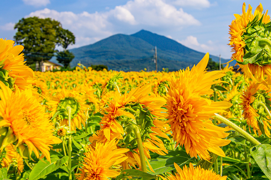 🌻「筑波山×ひまわり」心弾む夏景色🌻あけのひまわりフェスティバル！28・29日は夜のライトアップで幻想的な雰囲気に…🌙を見る