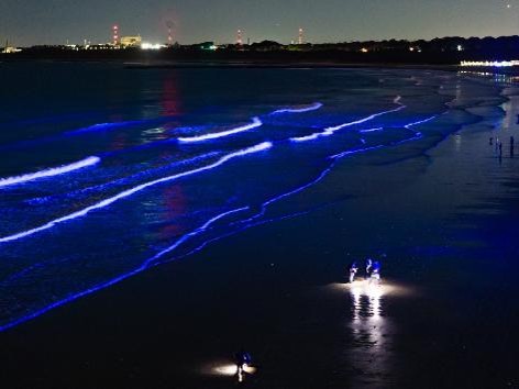 夜の海が青く光る #大洗 の「Night Park OARAI」で幻想的な夜景を楽しめるバスツアー🚌💨を見る
