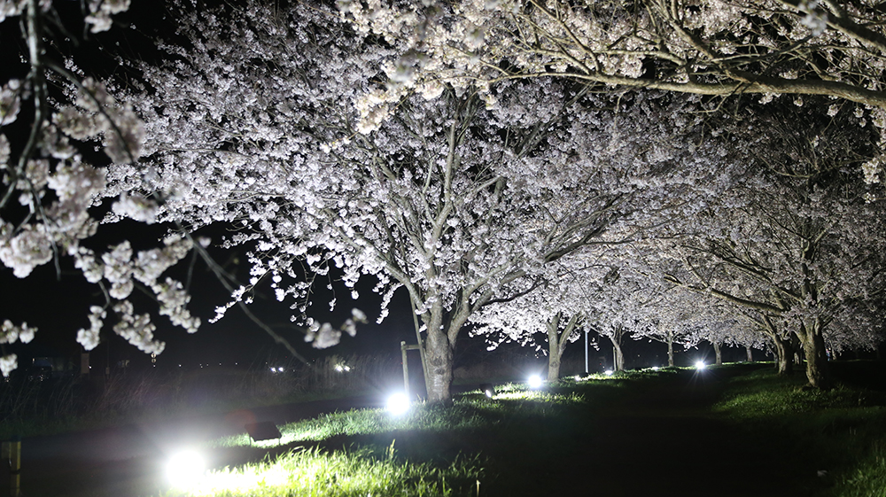 新利根川桜づつみライトアップ