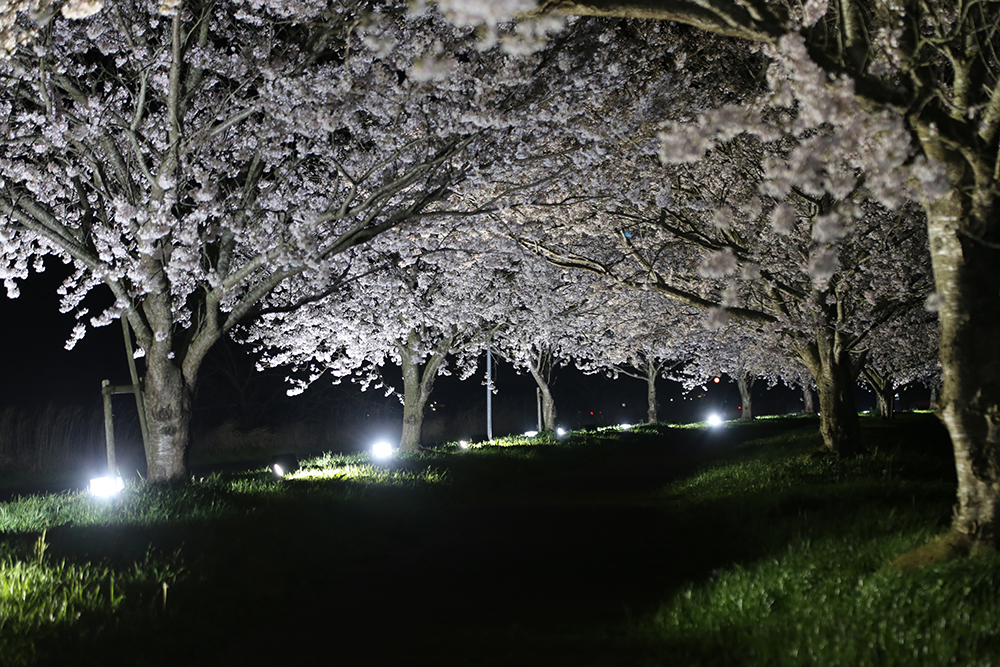 新利根川桜づつみライトアップ