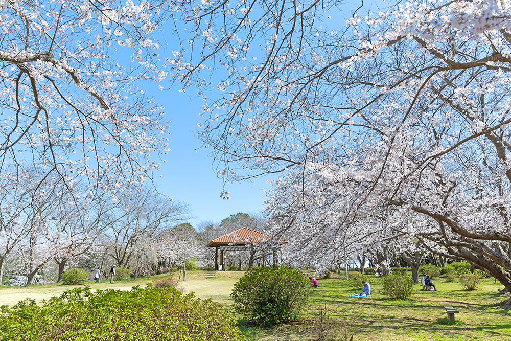 水郷潮来桜まつり