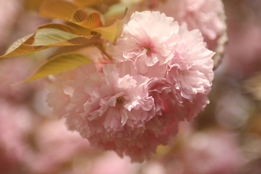 2024八重桜祭り