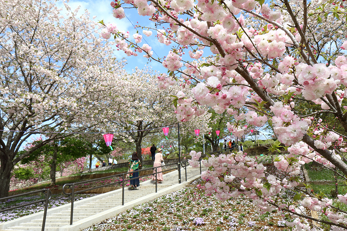 2024八重桜祭り