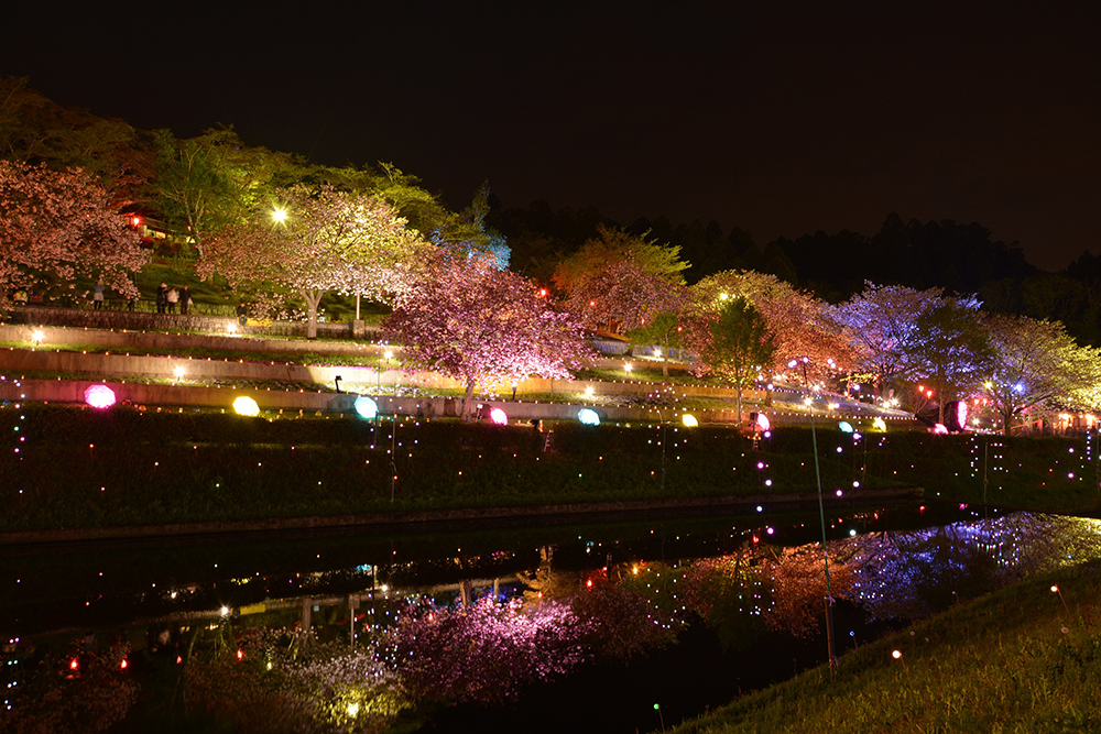 2024八重桜祭り