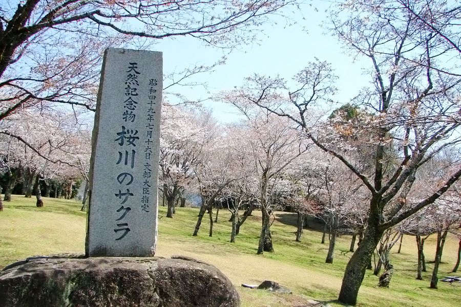 磯部桜川公園