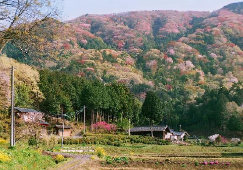 桜川の桜