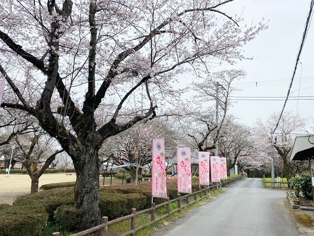 結城さくらめぐり_城跡歴史公園の写真